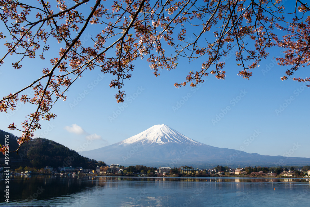 Fototapeta premium Góra Fuji z Blooming Sakura w Japonii