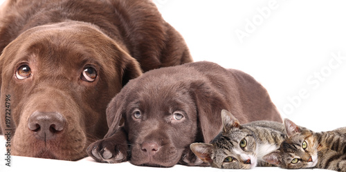 Photography Dogs and cats