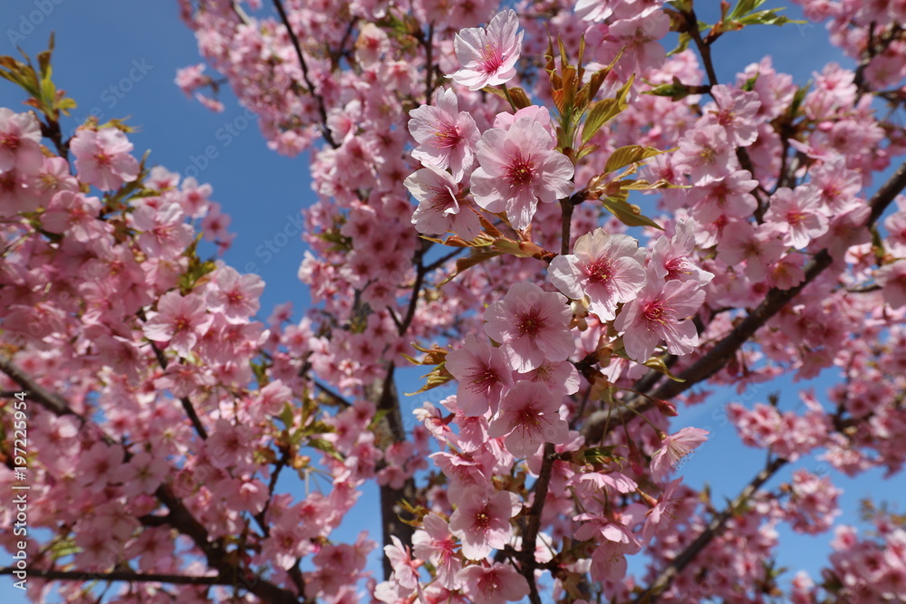 馬見丘陵公園の河津桜