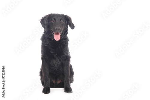 Fototapeta Naklejka Na Ścianę i Meble -  Beautiful dog