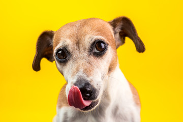 Cool dog is looking at the camera and licking. Close-up portrait on a yellow background. Lovely JAck Russell terrier muzzle