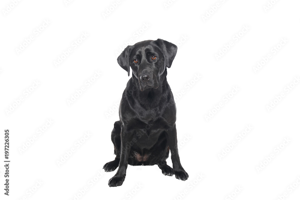 Labrador Labrador
