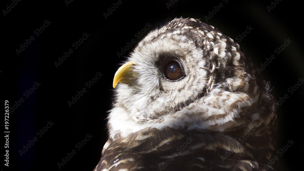 Obraz premium Close-up portrait of a barred owl on a black background 