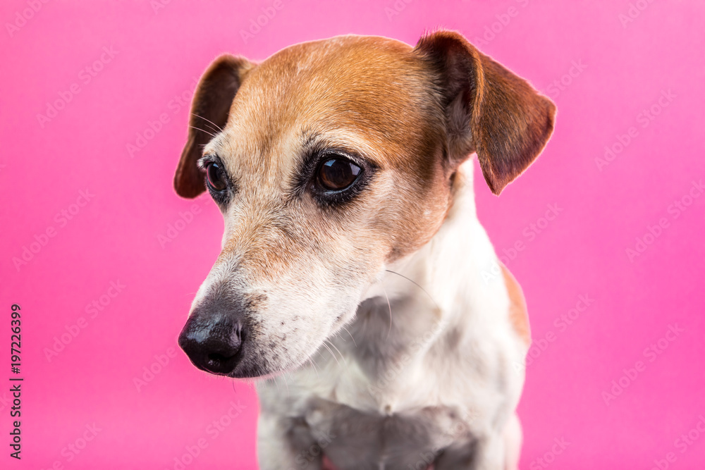 Lovely dog Lack Russell terrier portrait on pink background. Party mood colors. Let's have fun! Lovely dog Lack Russell terrier portrait on pink background. Party mood colors. Let's have fun!