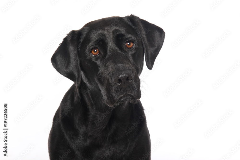 Labrador