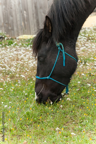 black horse eating grass photo