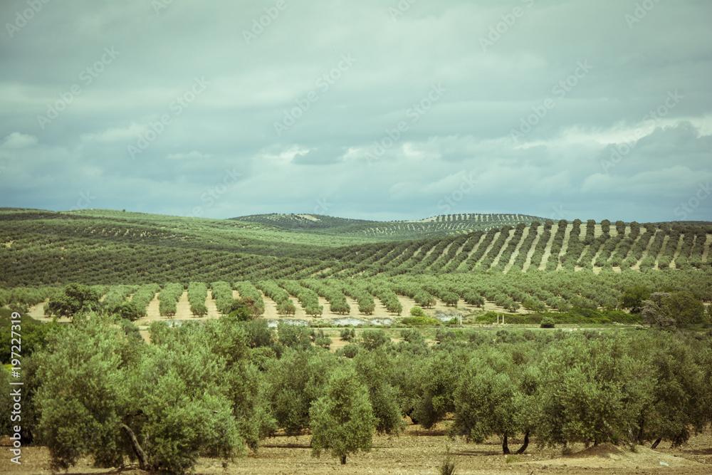 Plantation of olive trees in Jaen, Andalusia. Spain
