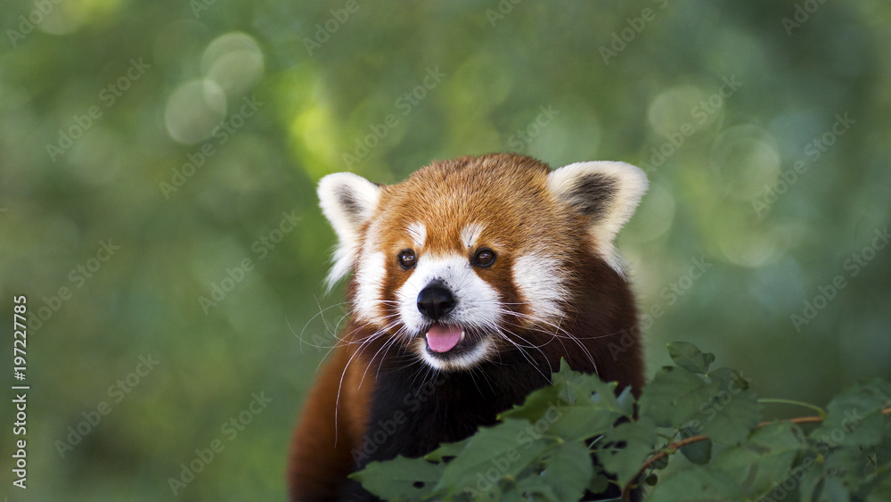 Fototapeta premium portrait of a cute red panda