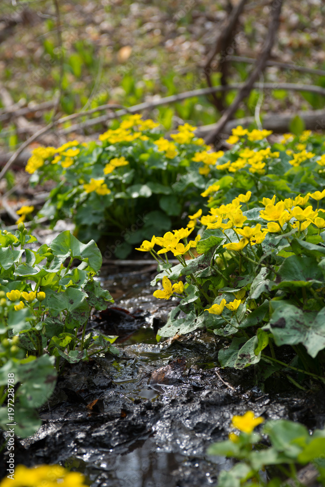 Obraz premium yellow flowers in the wild