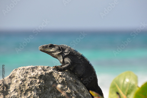 Small lizard sitting on a stone in front of the turquoise ocean. Yucatán, Mexico.