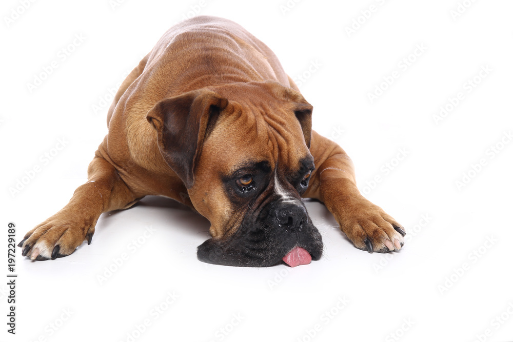 Obraz premium Beautiful dog