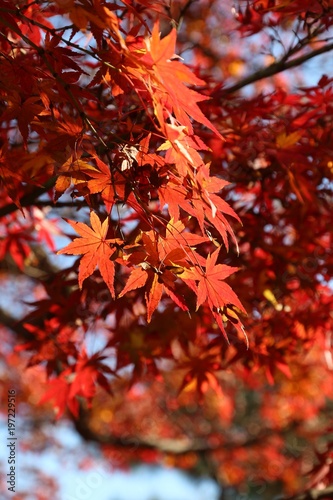 Tokyo autumn colors
