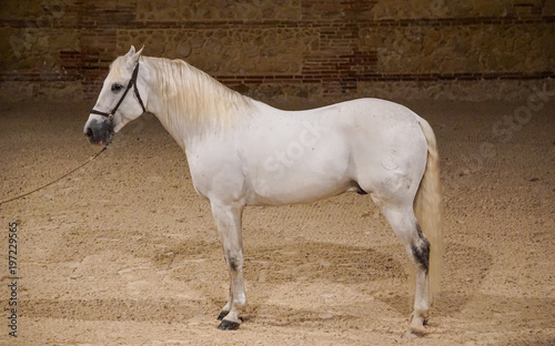 caballo blanco raza española