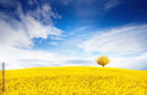 Stunning bright colorful landscape for wallpaper. Yellow field of flowering rape and tree against a blue sky with clouds. Natural landscape background with copy space.