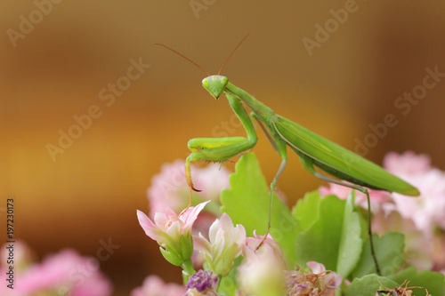 Mante religieuse verte aux gros yeux verts fixant sa proie. Insecte sur la défensive, pattes repliées, prête à l'attaque dans un jardin du Sud de la France en été