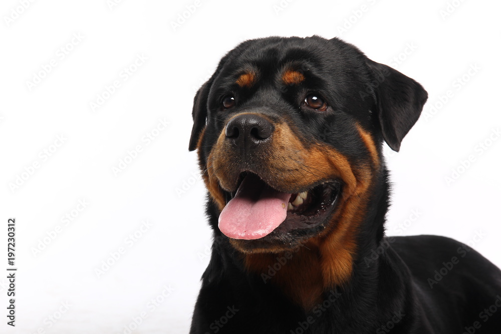 Beautiful dog Beautiful dog