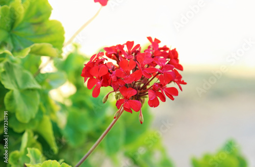 Fototapeta Naklejka Na Ścianę i Meble -  red geranium flower - blooming spring flowers - green leaves background