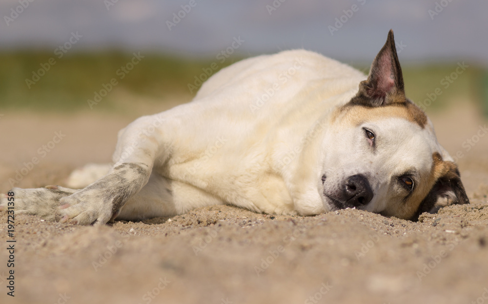 Hund am Strand