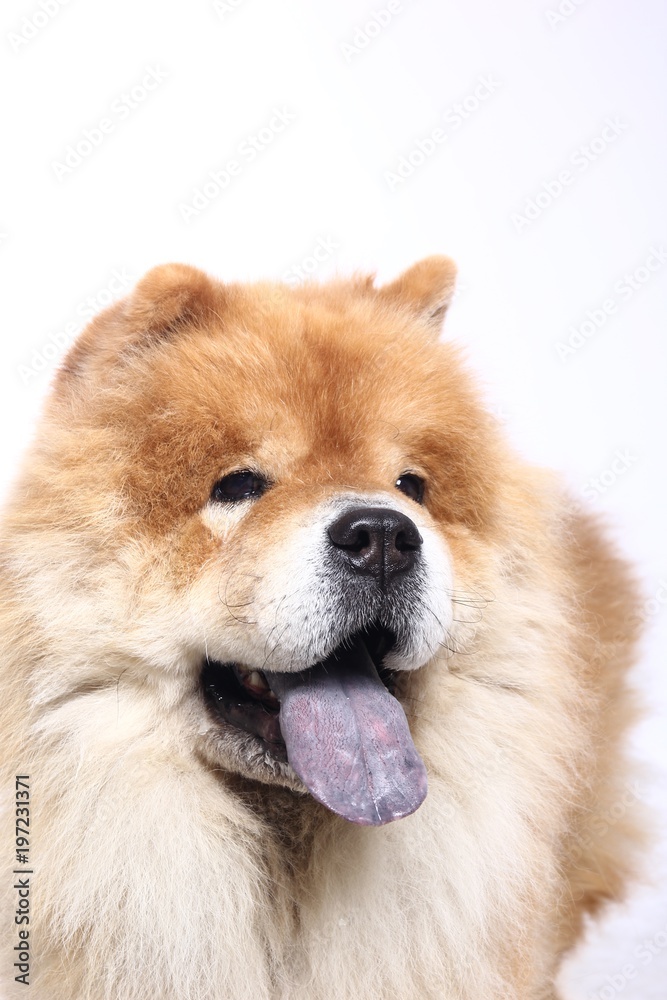 Beautiful dog Beautiful dog