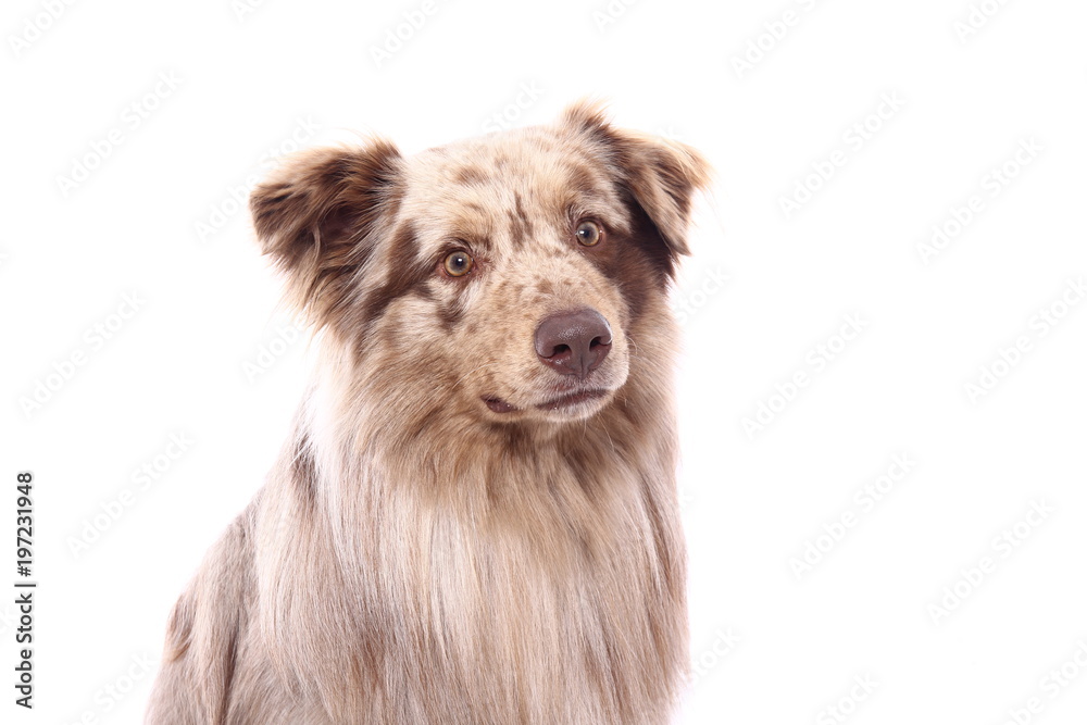 Fototapeta premium Beautiful dog