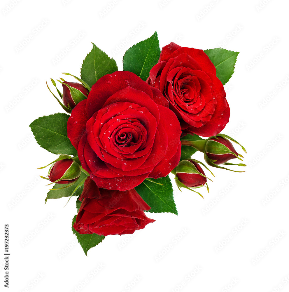 Obraz premium Beautiful composition with red rose flowers and buds