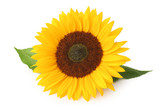 Beautiful sunflower (Helianthus annuus, Asteraceae) isolated on white background, inclusive clipping path without shade.