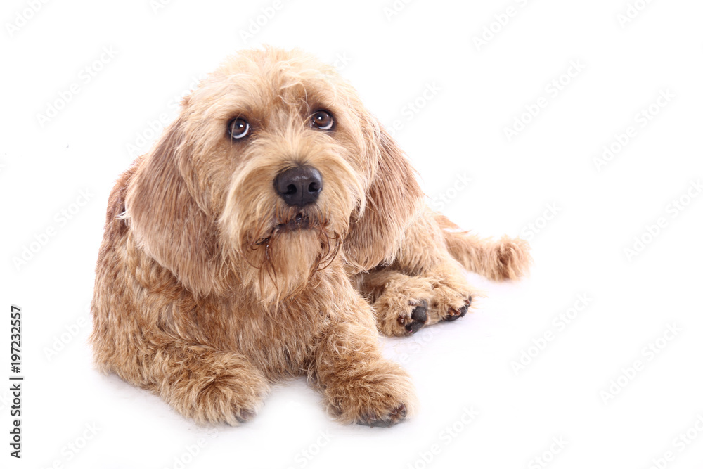 Beautiful dog Beautiful dog