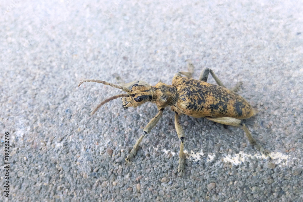 Gray beetle on the asphalt of a large size mustachioed close-up background Gray beetle on the asphalt of a large size mustachioed close-up background
