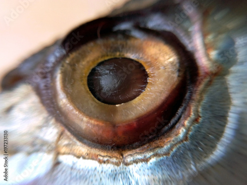 Photography Fishe eye carp river fish macro photo blurred background