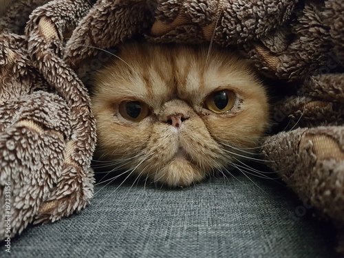 Quadro su tela exotic shorthair cat