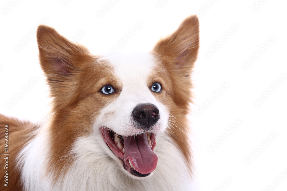 Beautiful dog Beautiful dog