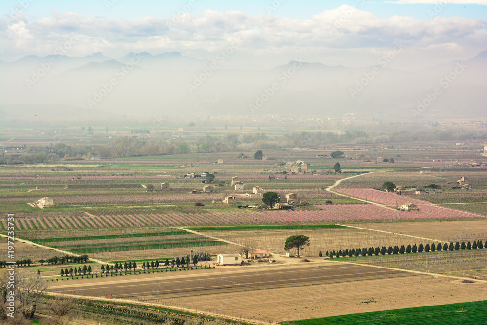 Naklejka premium Springtime with blossoming peach tree fields