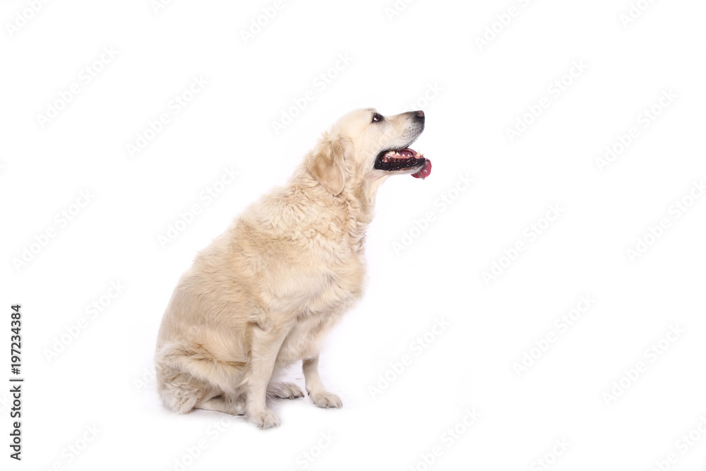 Obraz premium Beautiful dog