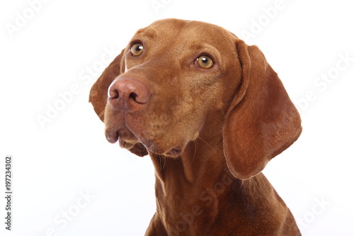 Fototapeta Naklejka Na Ścianę i Meble -  Beautiful dog