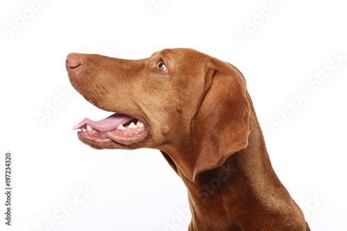 Wallpaper Mural Beautiful dog Torontodigital.ca