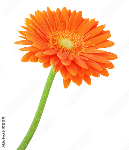 Wonderful Gerbera isolated on white background, including clipping path. photo