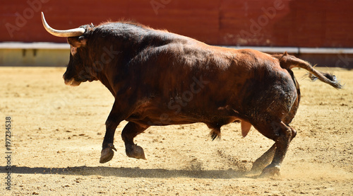toro tradicional en españa