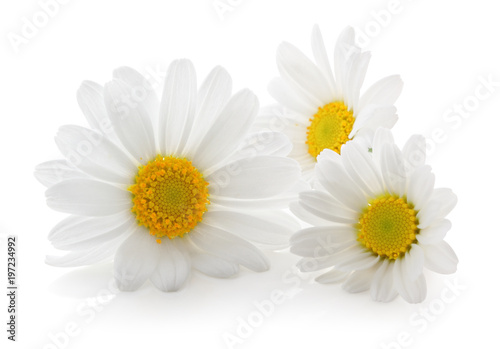 Beautiful Daisies (Marguerite) isolated on white background, including clipping path without shade. Backlit Photograph 