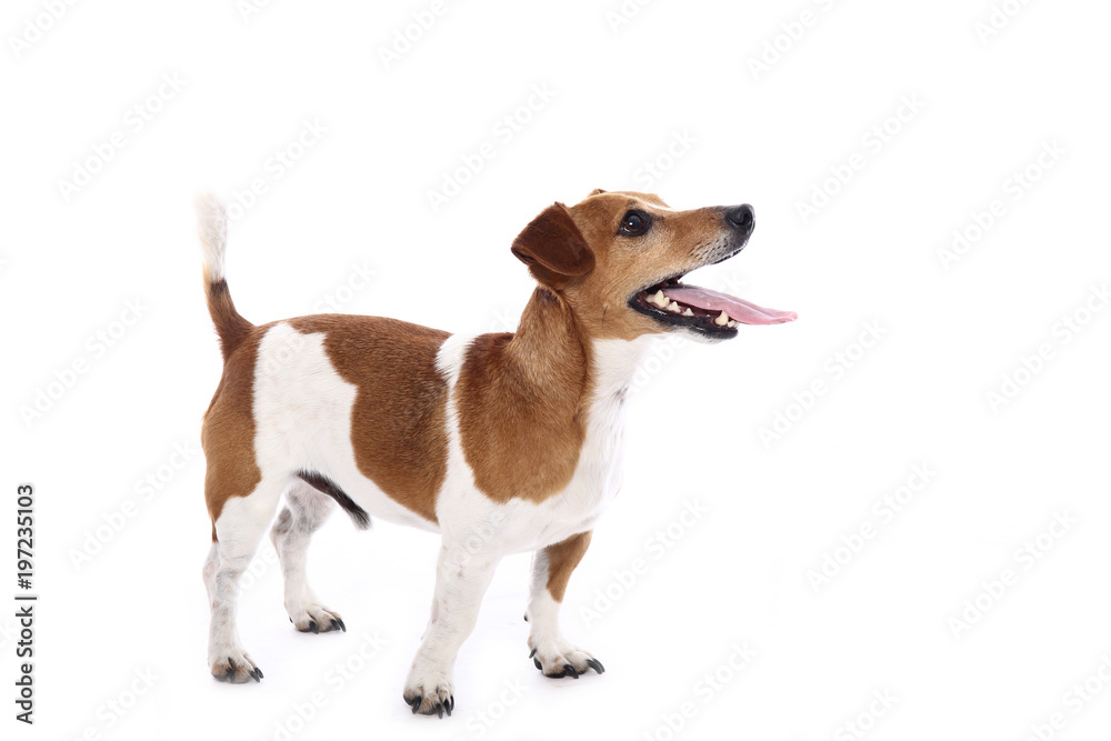 Jack Russel Jack Russel