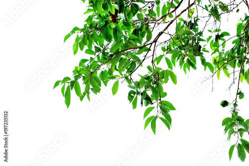 Green fresh tree bush in daylight on white background with clipping path.
