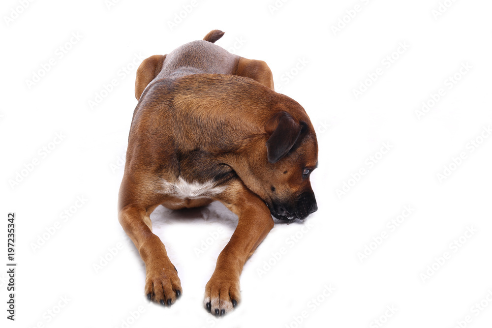 Obraz premium Beautiful dog