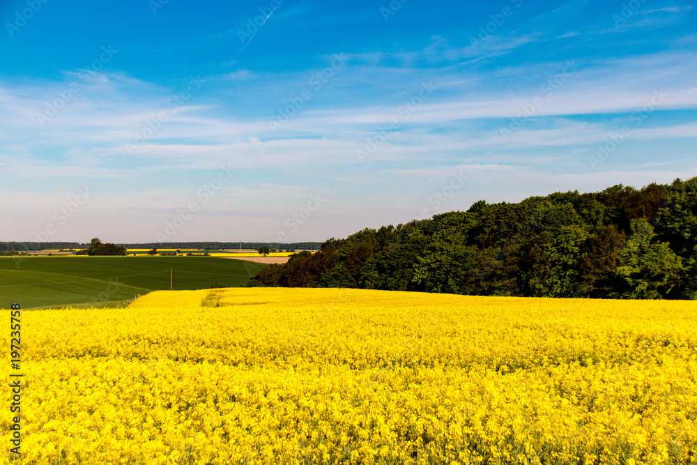 gelbes blühendes Rapsfeld mit grünen Bäumen und blauem Himmel bei sonnigem Wetter