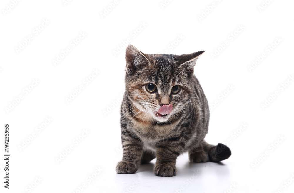 Fototapeta premium Lovely cat