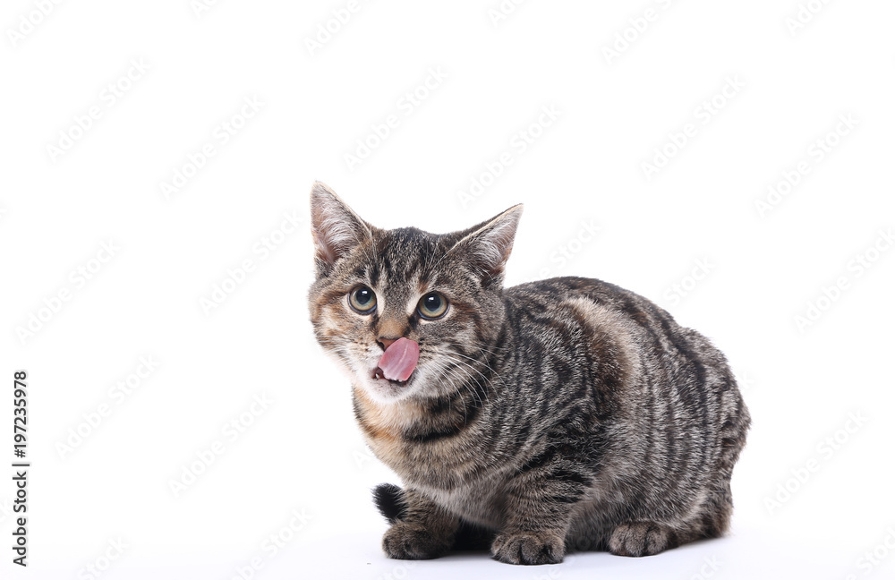 Obraz premium Lovely cat