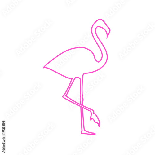 Flamingo illustration. Vector