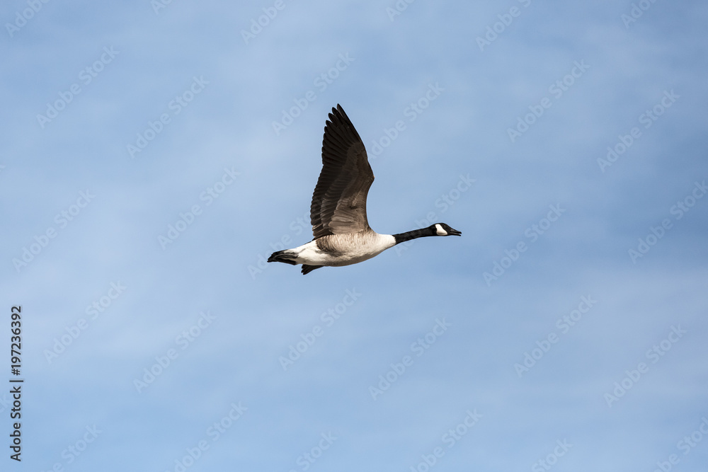 Goose Goose