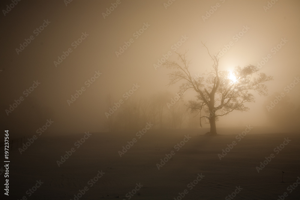broken tree in a could magical morning broken tree in a could magical morning