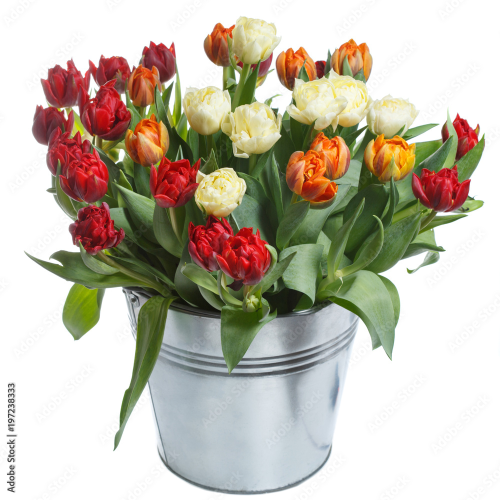 Bouquet of colorful tulips in a bucket isolated on white background.