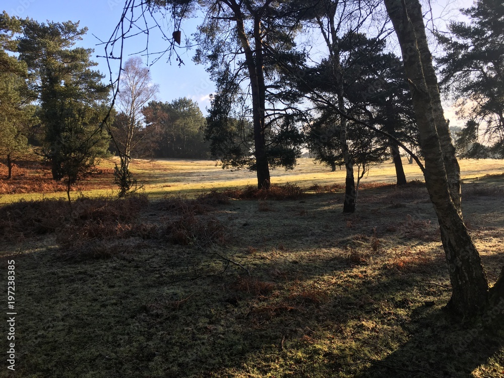 Avon Heath Avon Heath