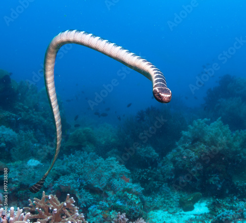 Banded Sea Snake. photo